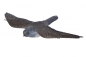 Preview: 3D Tiere - Franzbogen, fliegender Falke