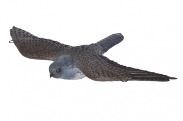 3D Tiere - Franzbogen, fliegender Falke
