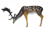 3D Tiere - SRT - grasender Hirsch
